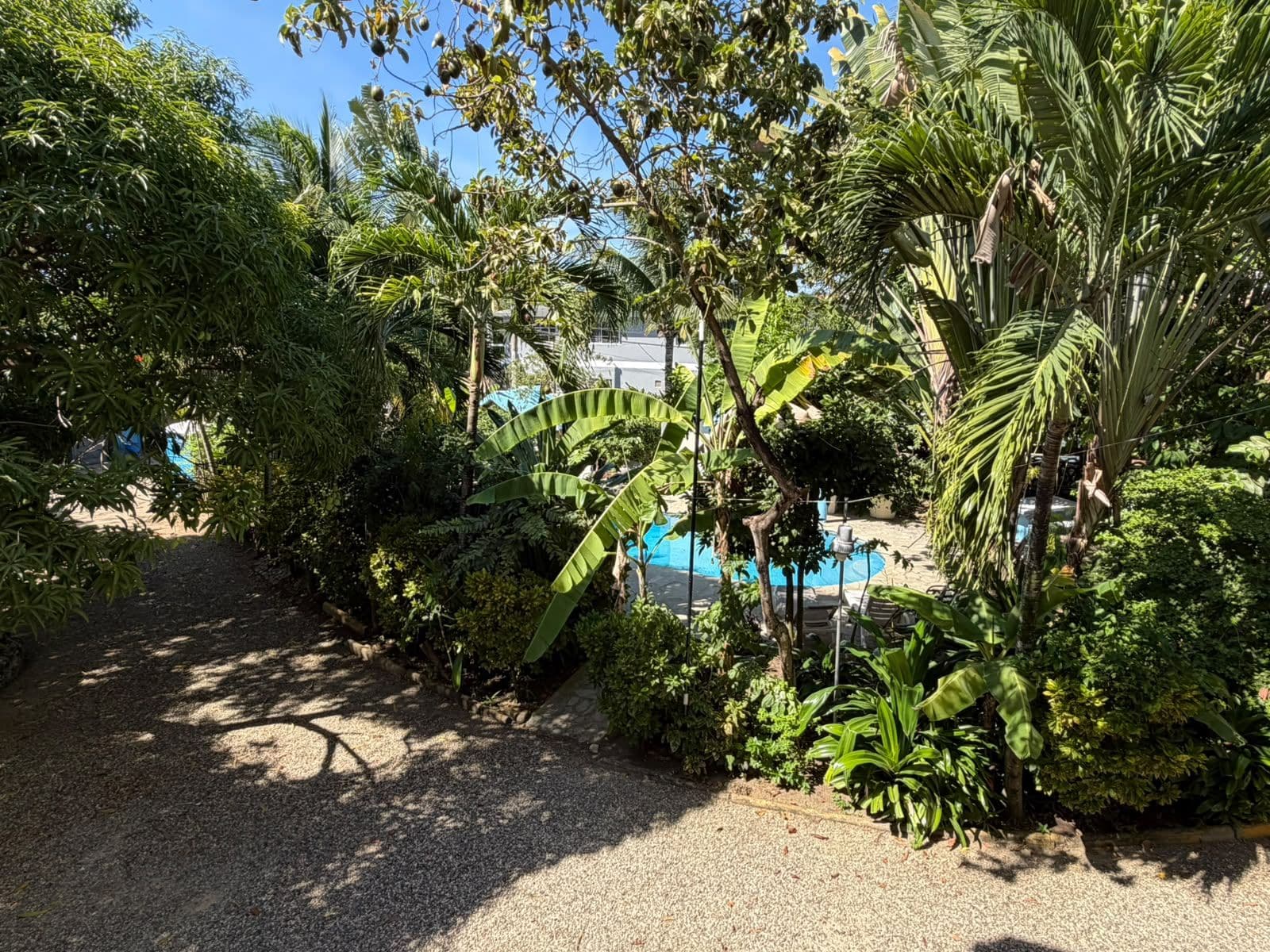 A garden with a pool, surrounded by dense tropical foliage.