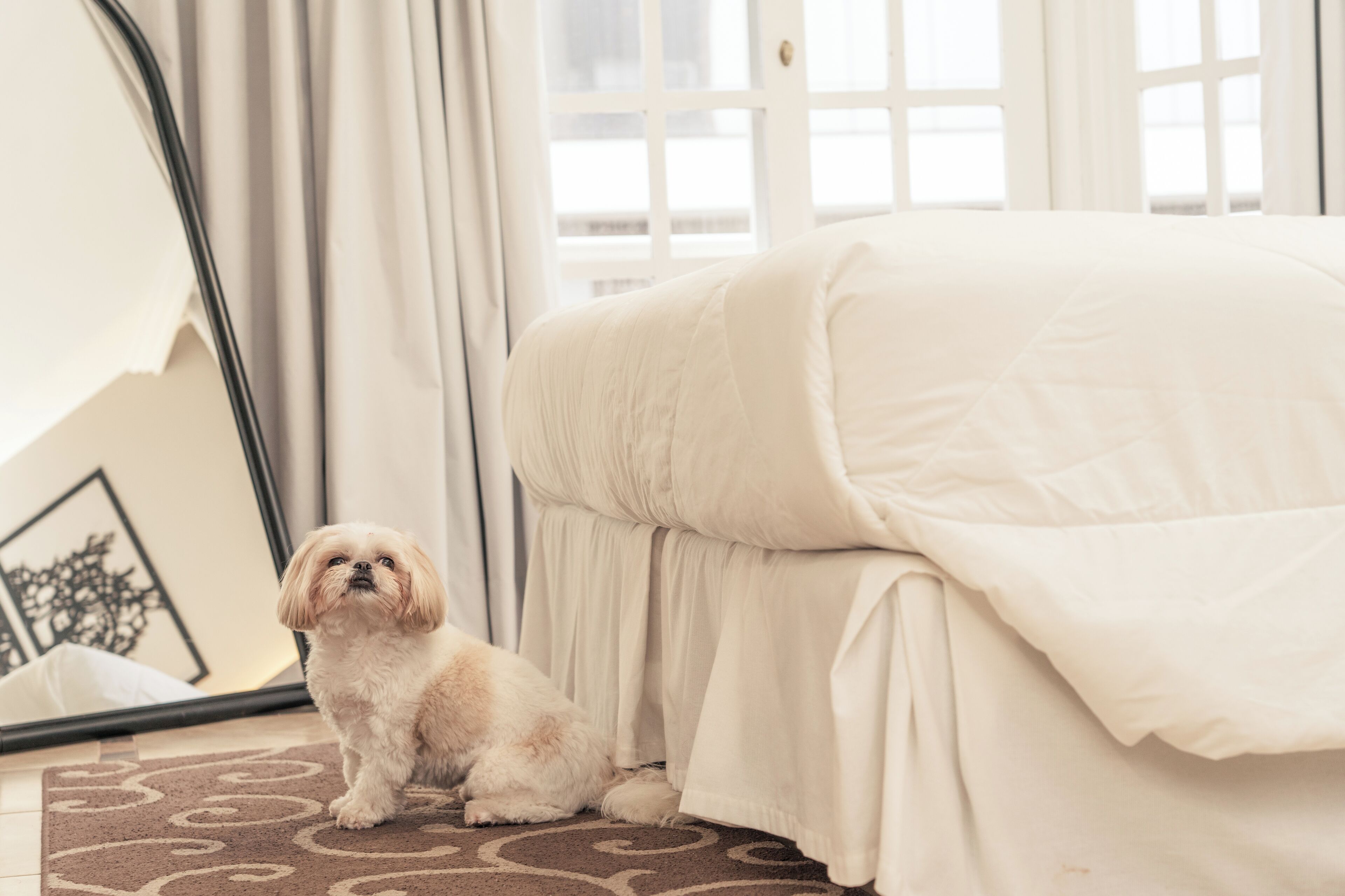 pet-friendly amenities