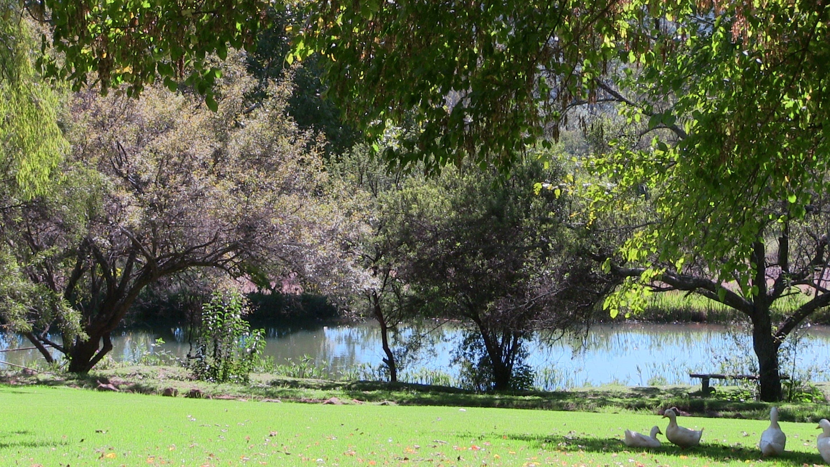A park with a pond, trees, and ducks.