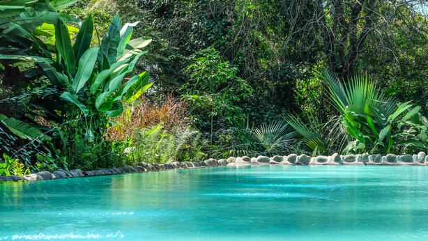 Una piscina azul cristalina rodeada de abundante vegetación y un borde de piedra.