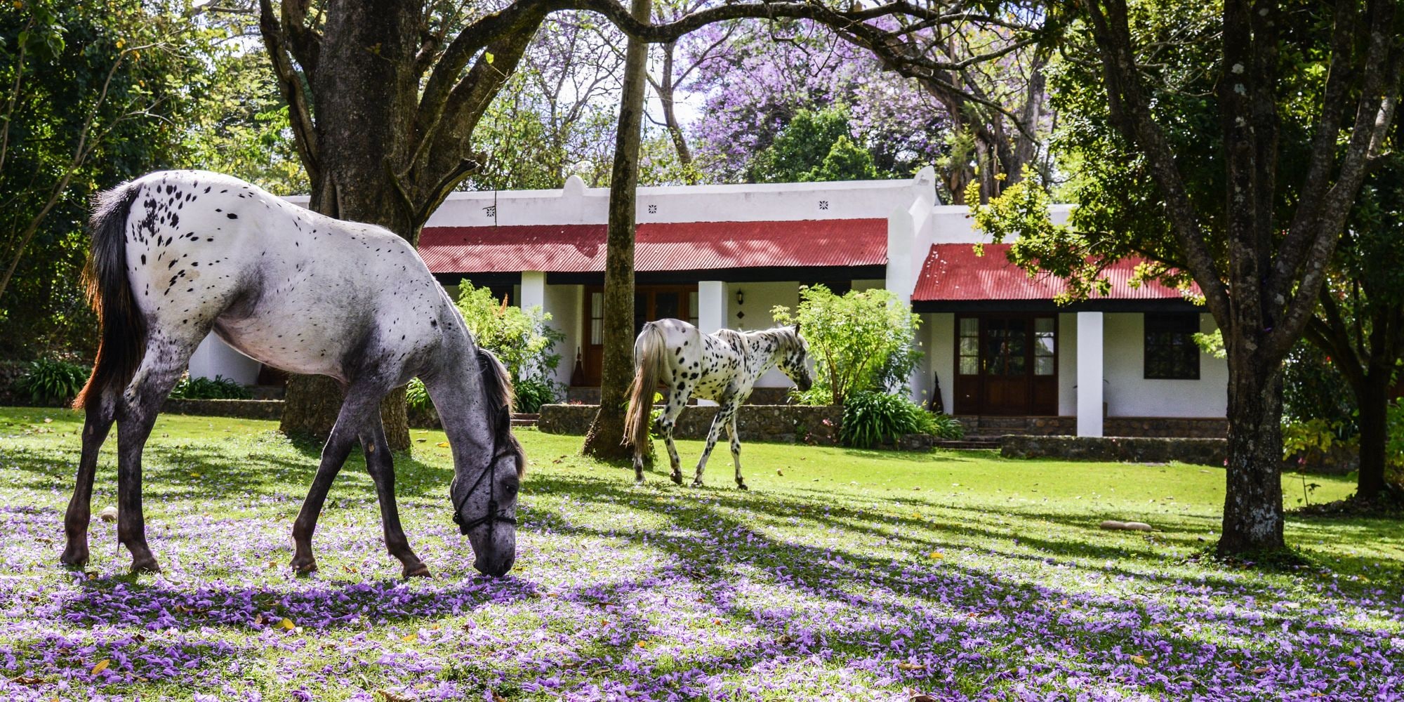 Garden Room DBL/TWN | Terassi/patio