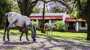 Un caballo pastando en un jardín exuberante con un edificio al fondo.