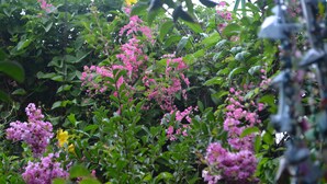 Een tuin met weelderige begroeiing en trossen roze bloemen.
