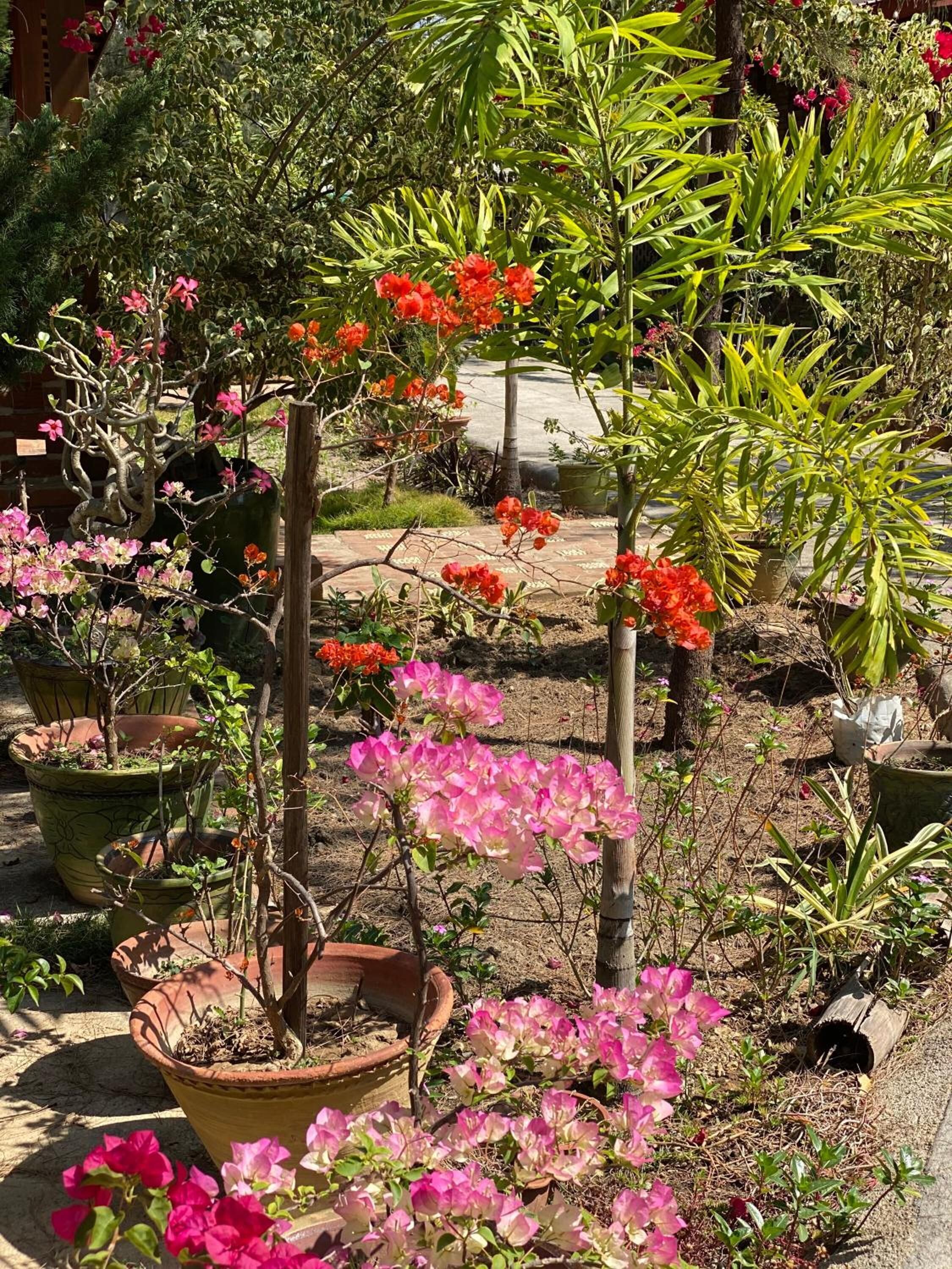 Un jardín con diversas macetas de plantas y flores, incluyendo florecillas rosadas y rojas.