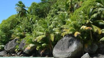 Une plage tropicale bordée de palmiers et de gros rochers.