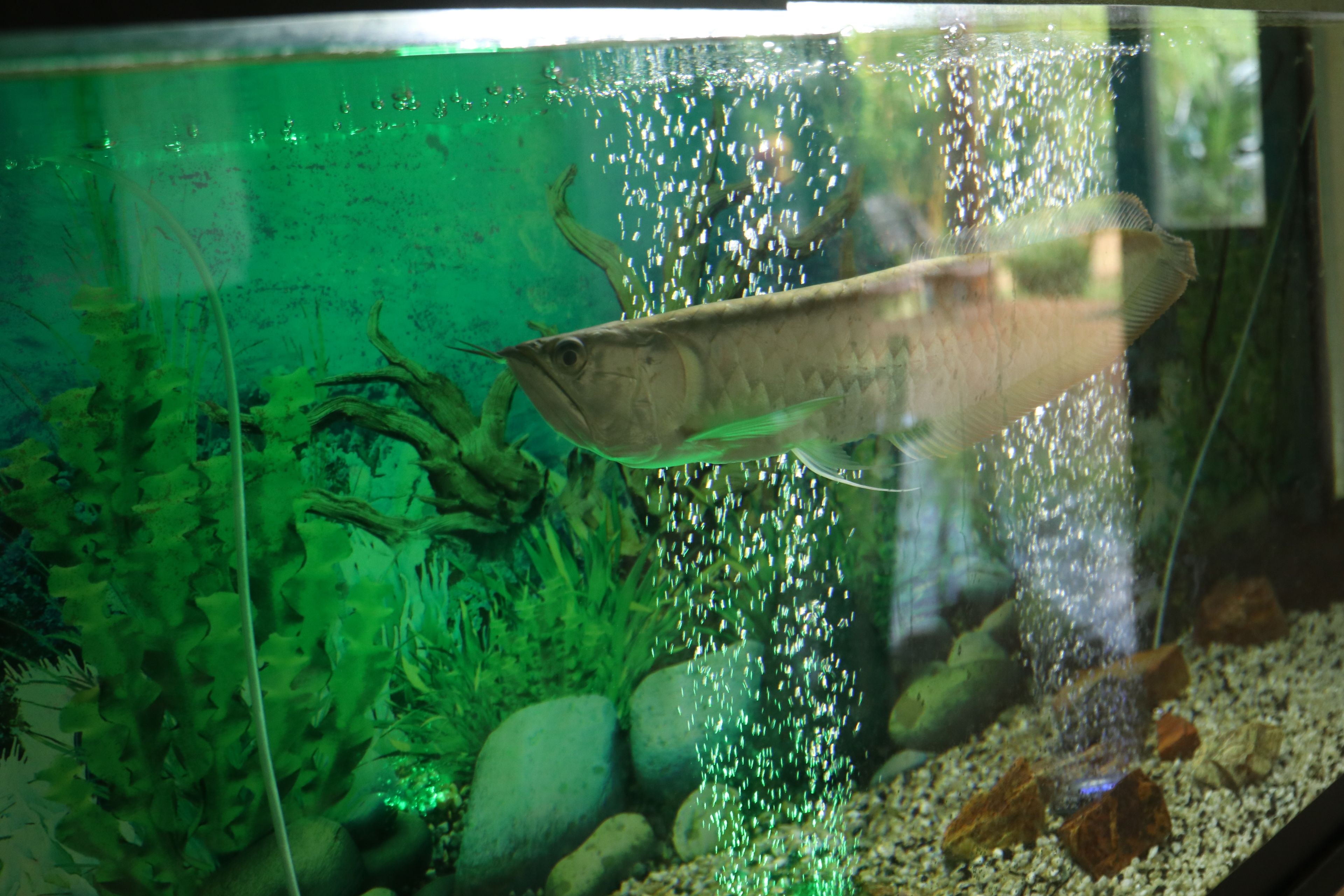 A fish in an aquarium with rocks and aquatic plants.