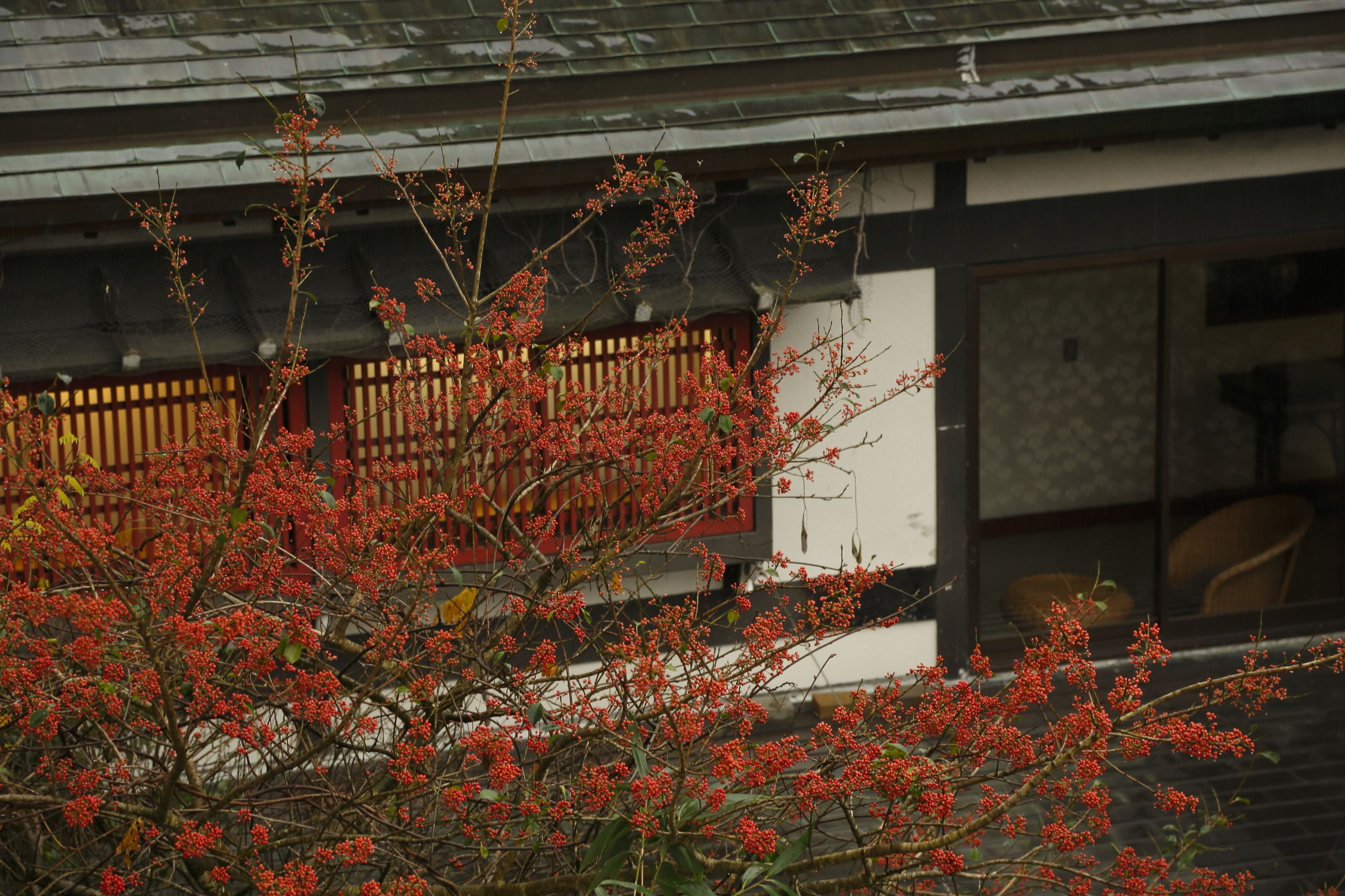 A traditional building with a wooden structure and a red flowering bush in the foreground.