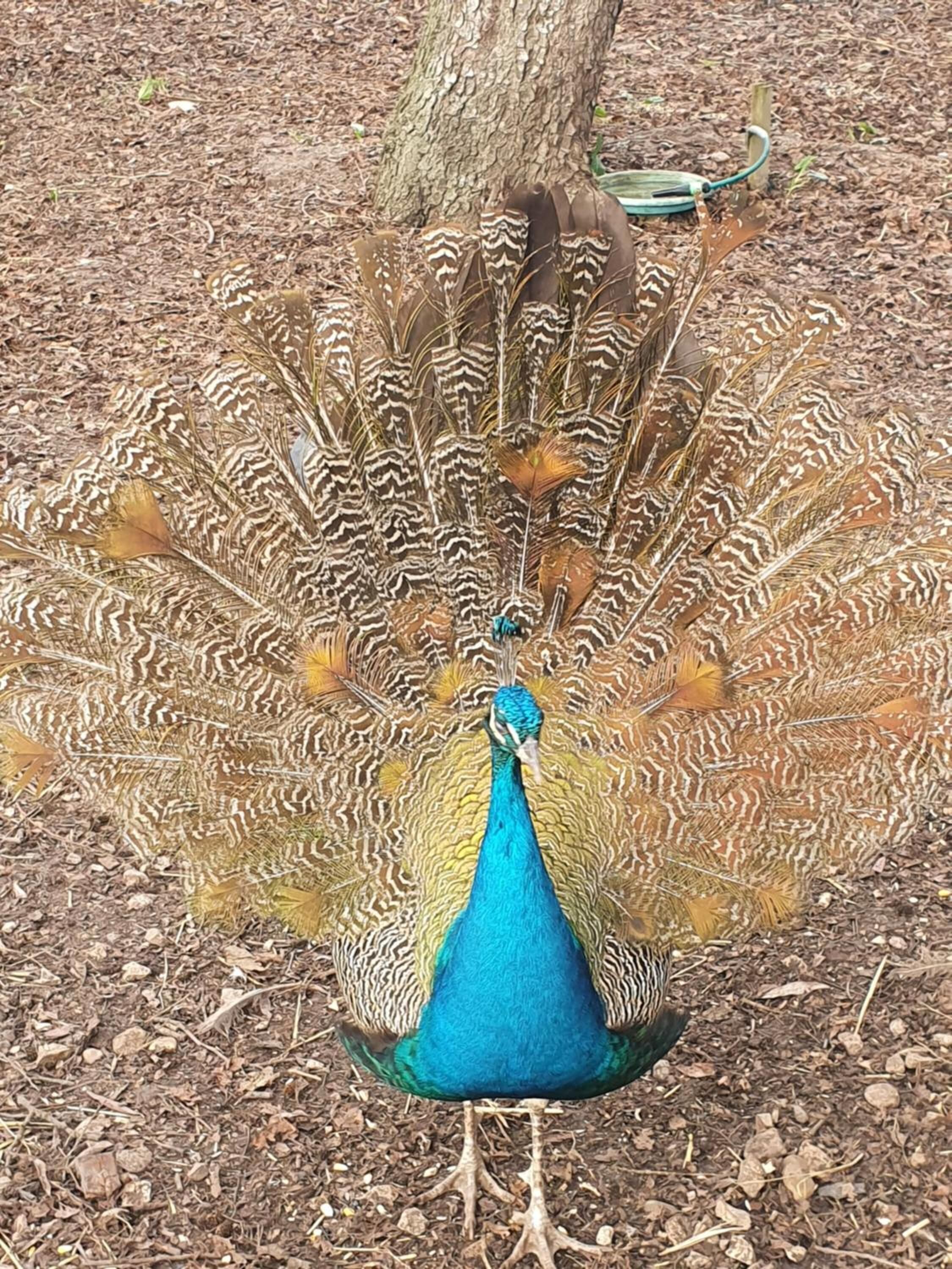 A peacock with a blue and green body and a large, colorful tail.