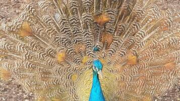 A peacock with a blue and green body and a large, colorful tail.