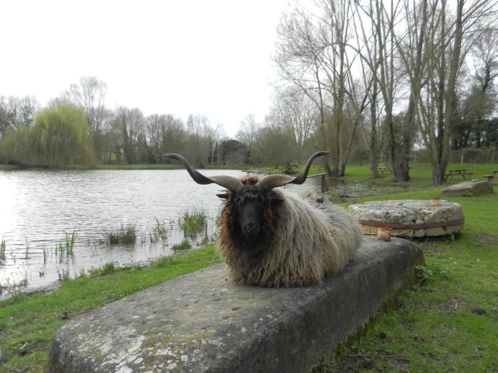 A sheep with long, curved horns resting on a stone ledge by a body of water.