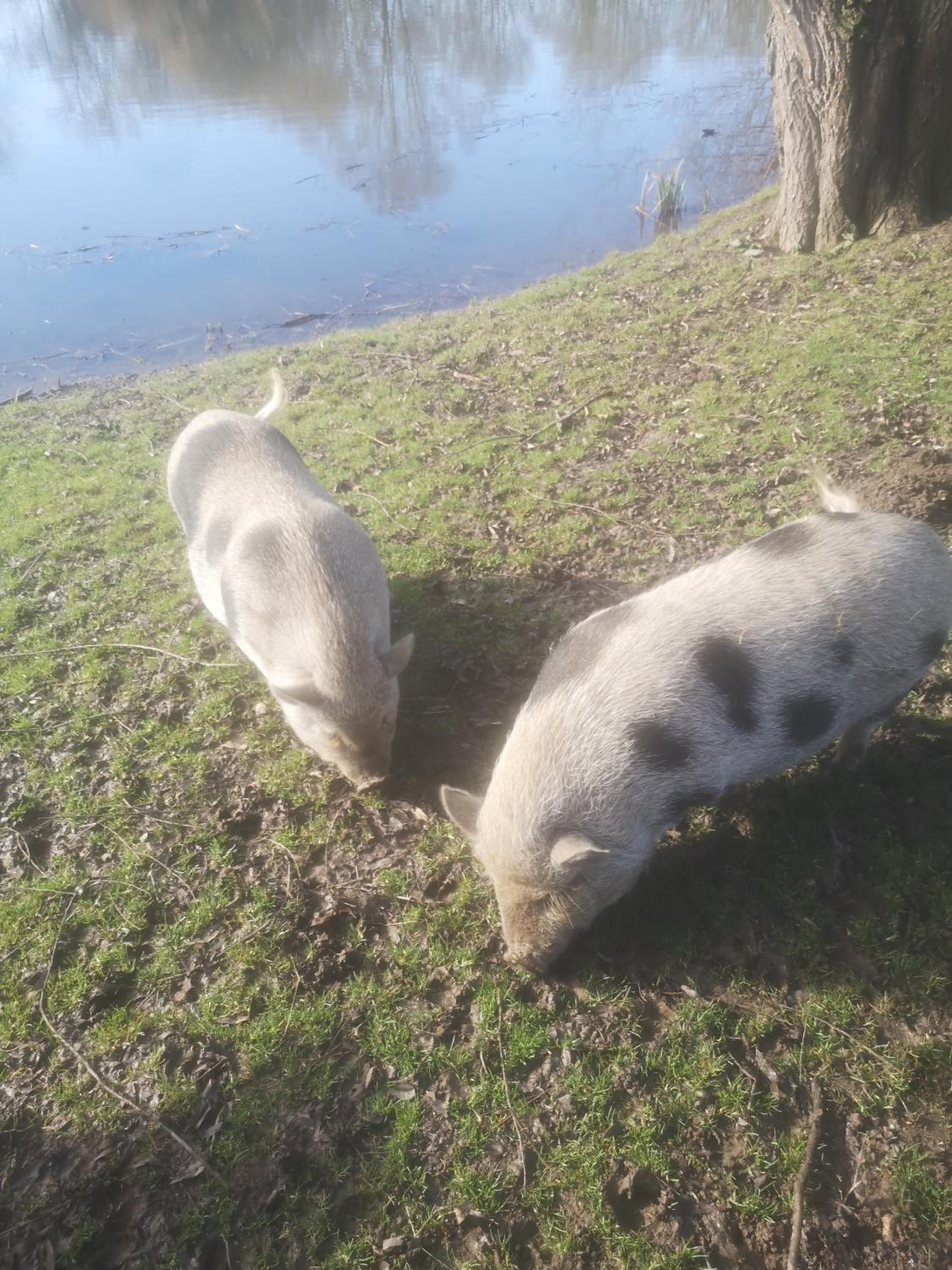 Two pigs grazing near a body of water with a tree in the background.