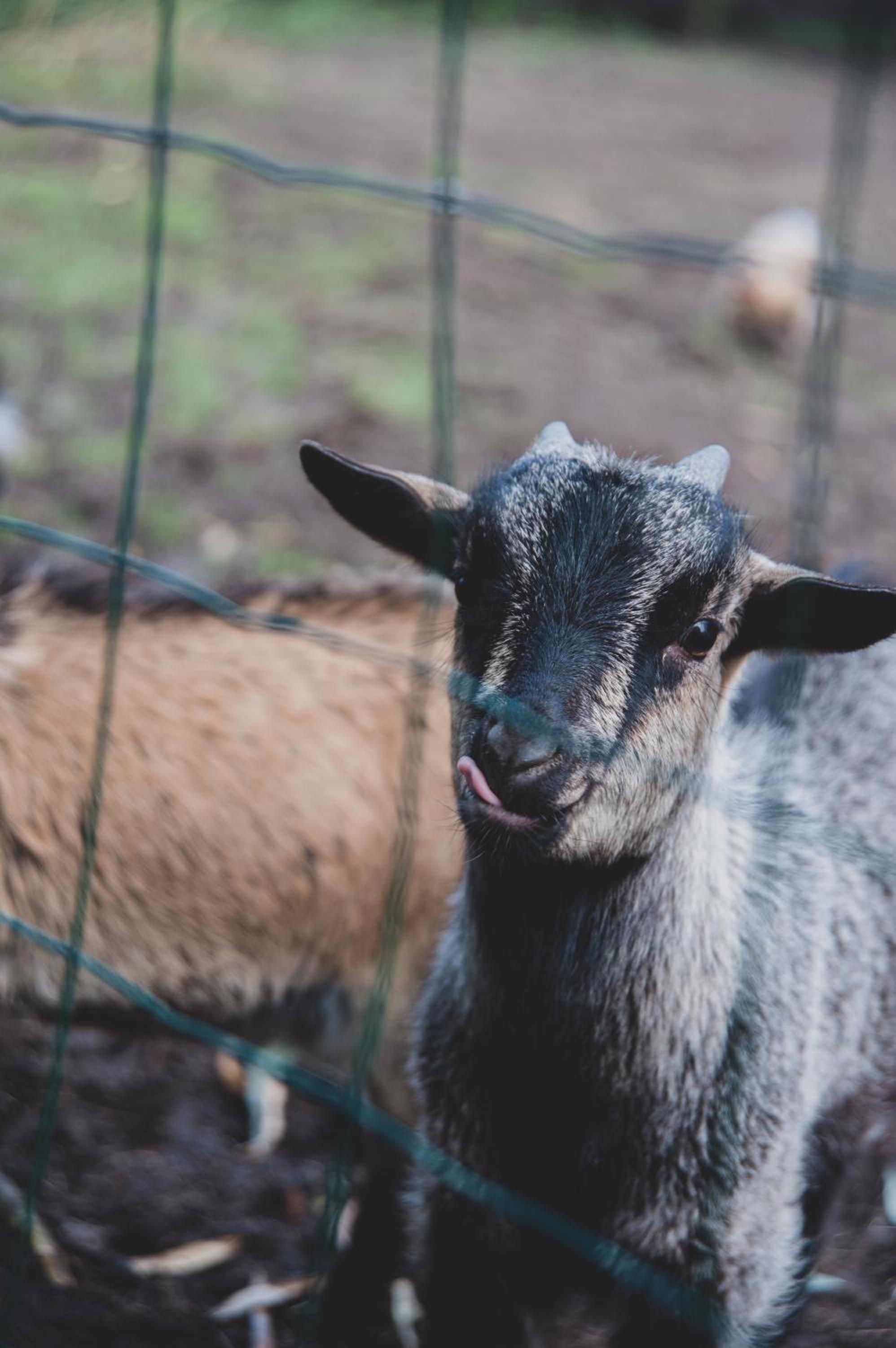 A close-up of a goat with a wire fence in the background.