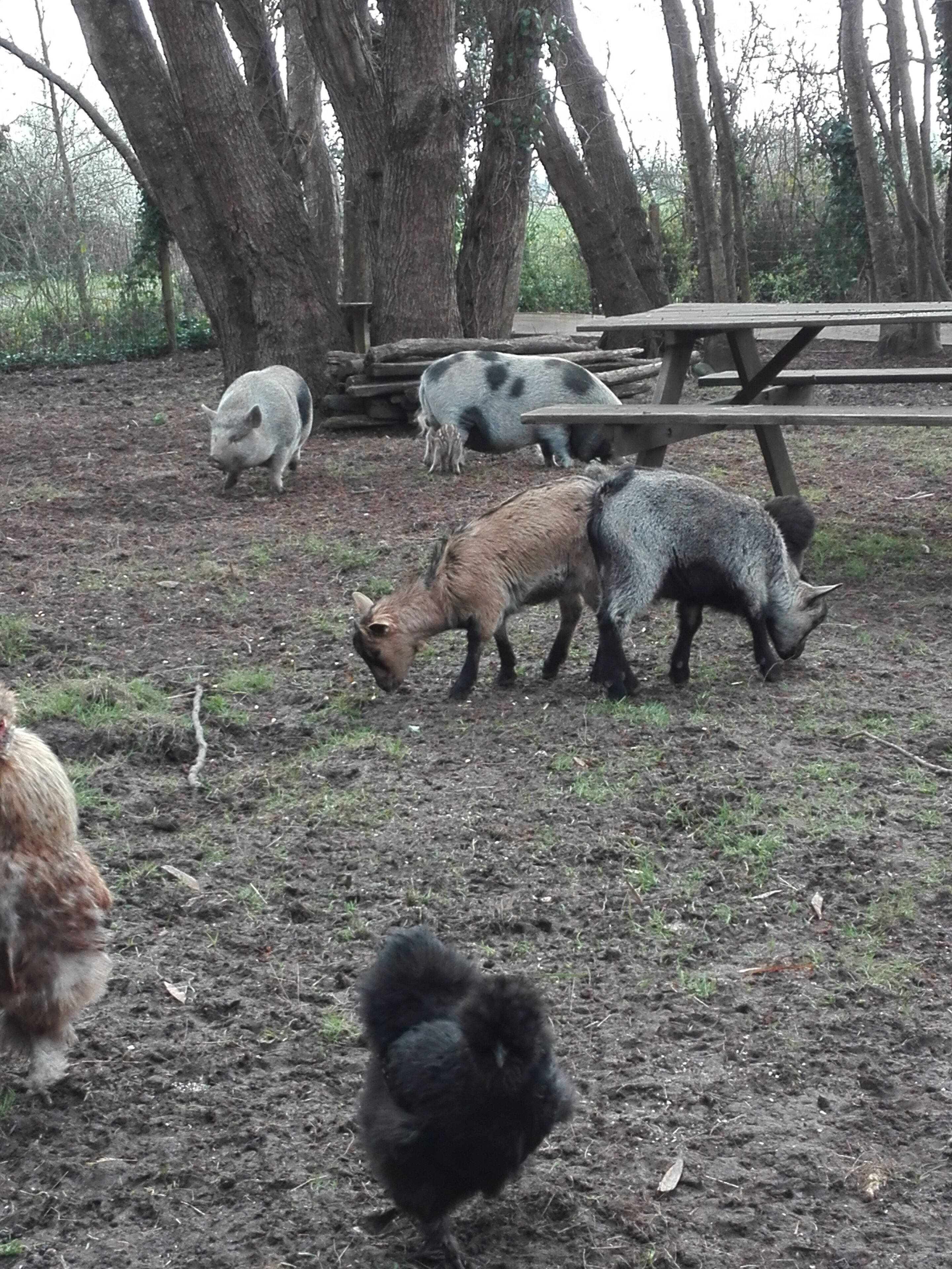 A group of pigs and a sheep grazing in a fenced area with trees and a picnic table.