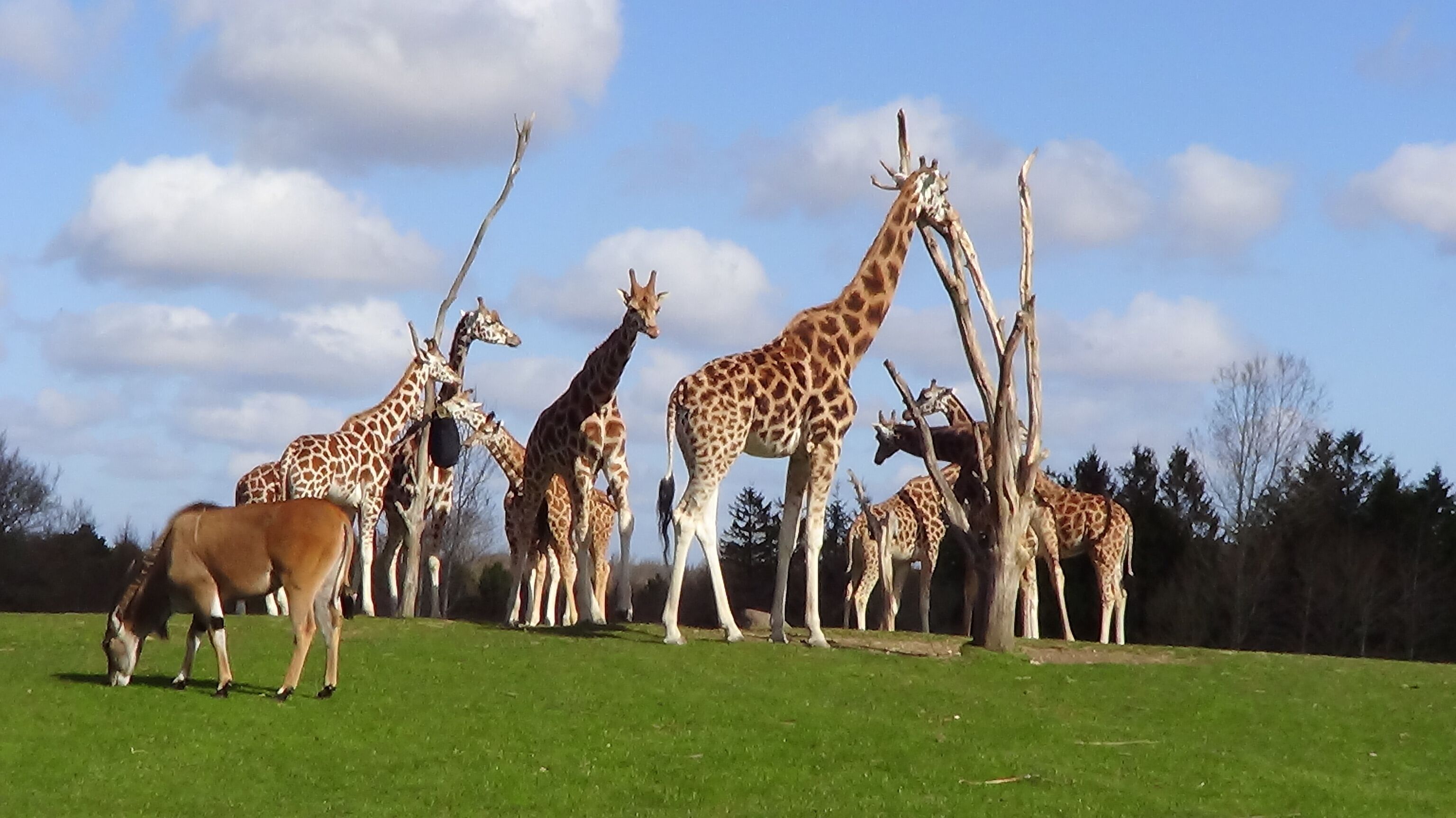 Eine Gruppe Giraffen und ein Reh auf einer grasbewachsenen Wiese, im Hintergrund Bäume.