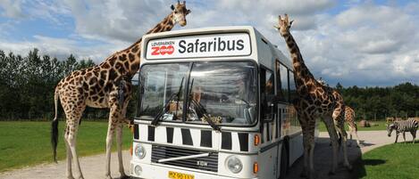 Un autobús safari con jirafas y una cebra cerca.
