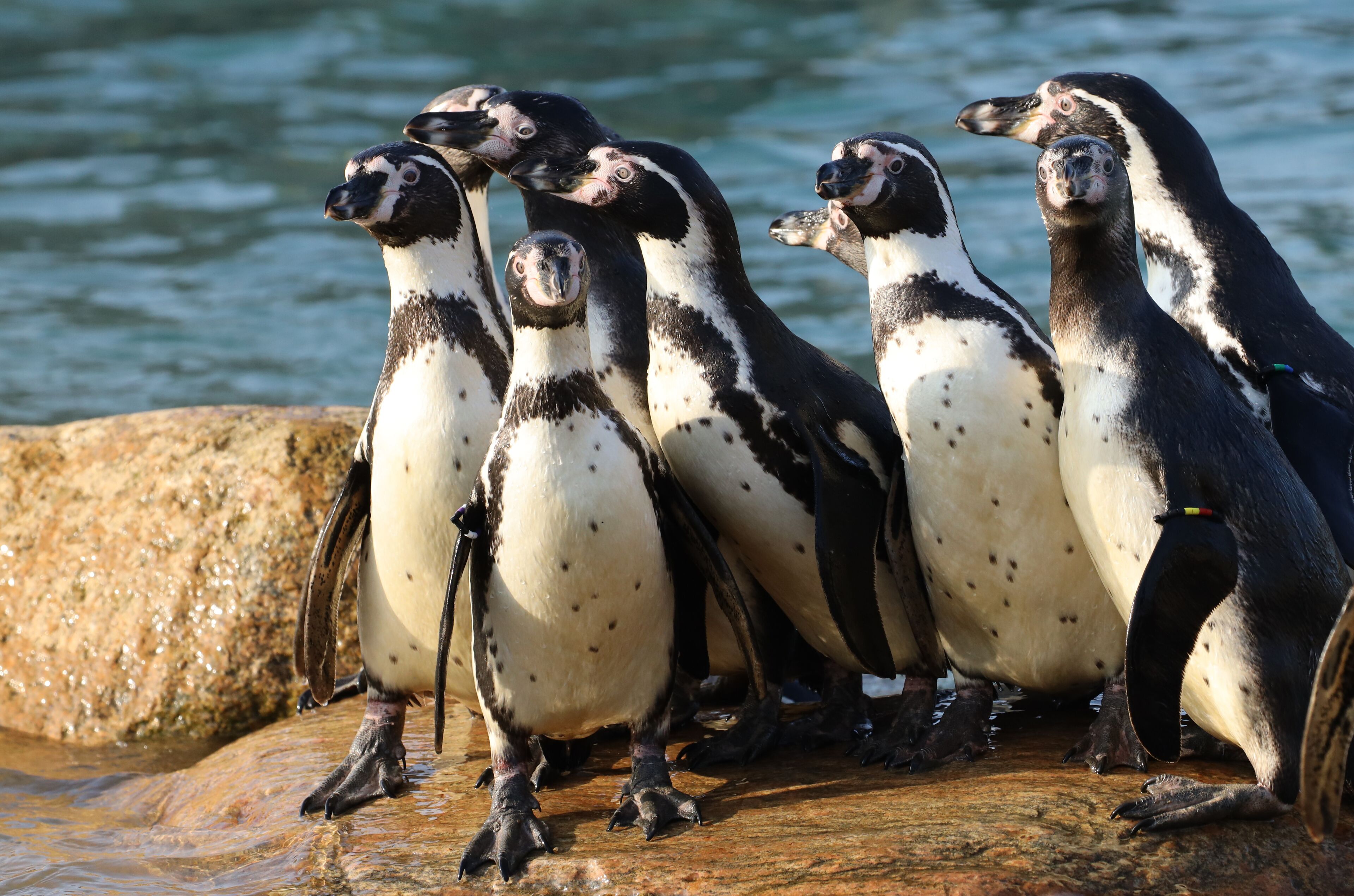 A group of penguins on a rocky surface near water.