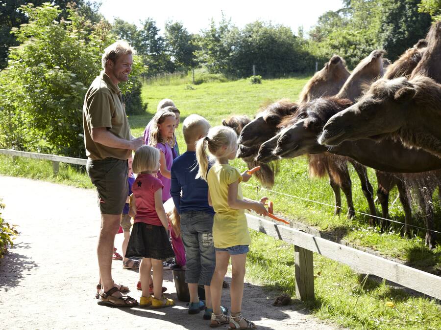 Un grupo de personas alimentando camellos en un recinto de un zoológico.