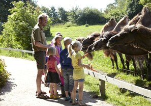 A group of people feeding camels at a zoo enclosure. - Givskud Zoo - Hostel (Give)