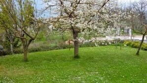 Un parque con un árbol grande en plena floración, rodeado de césped y otros árboles.