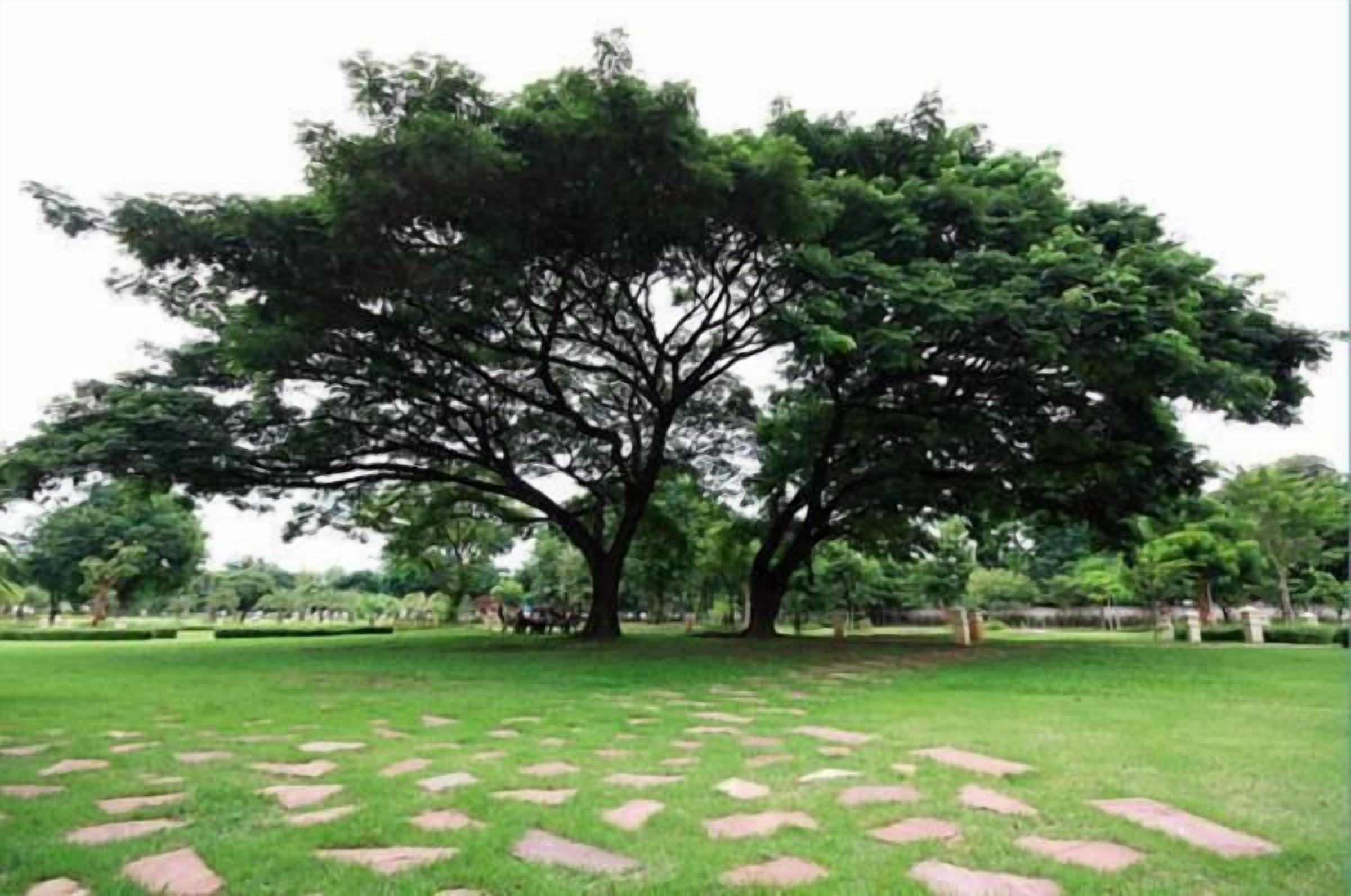 A large tree in a park with a well-maintained lawn and stone pathways.