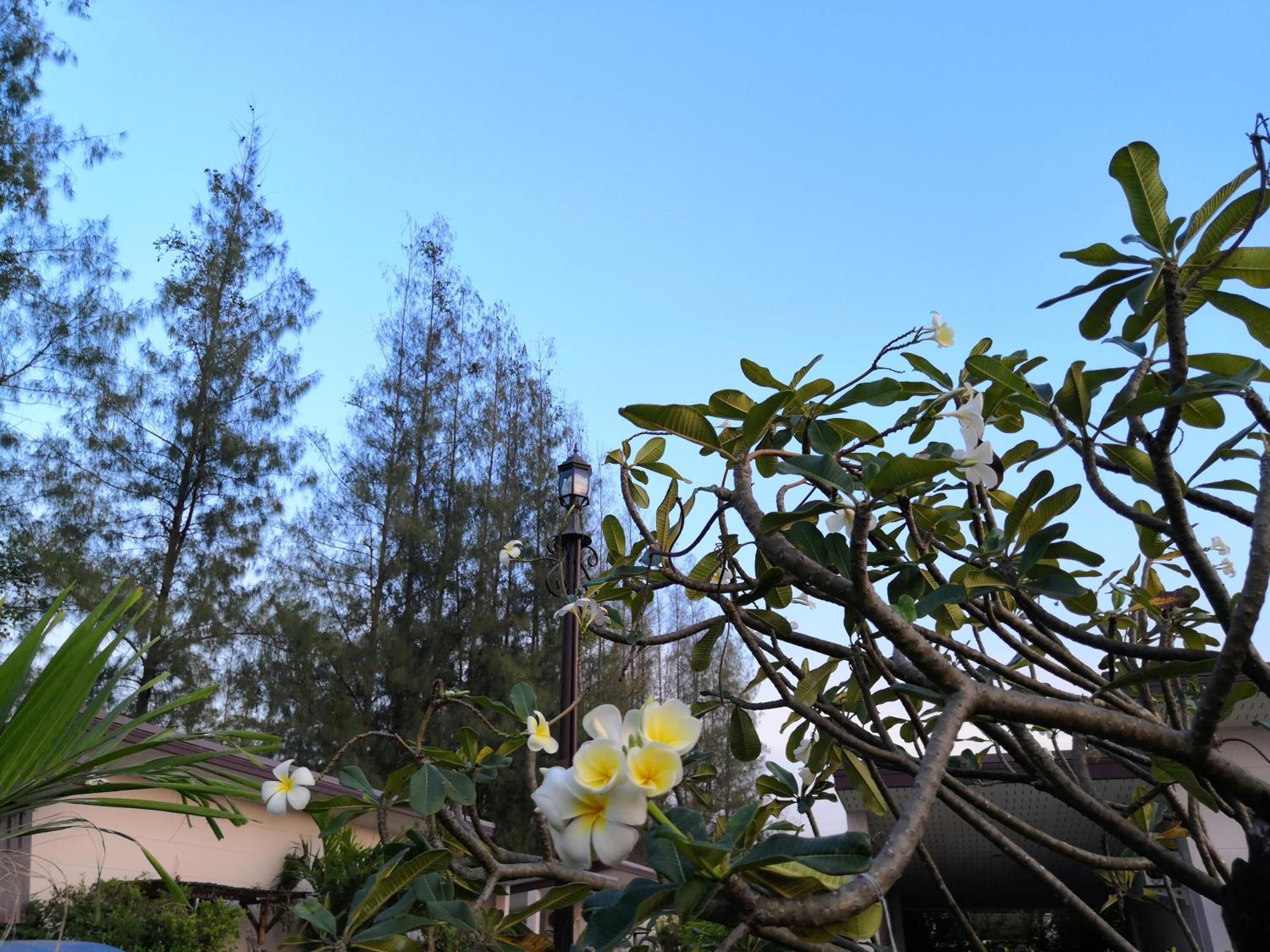 A tree with white and yellow flowers, a lamp post, and a building in the background.