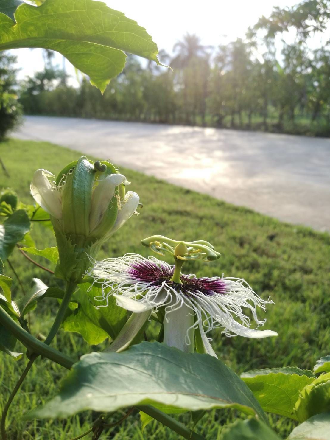 A close-up of a plant with large green leaves and a flower with white and purple petals.