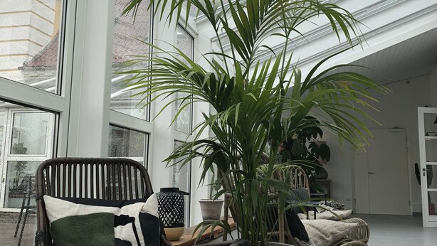 A conservatory with a glass table, wicker chairs, and a large potted plant.