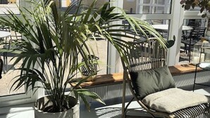 A sunlit room with a wicker chair, a large potted plant, and a view of buildings through large windows.