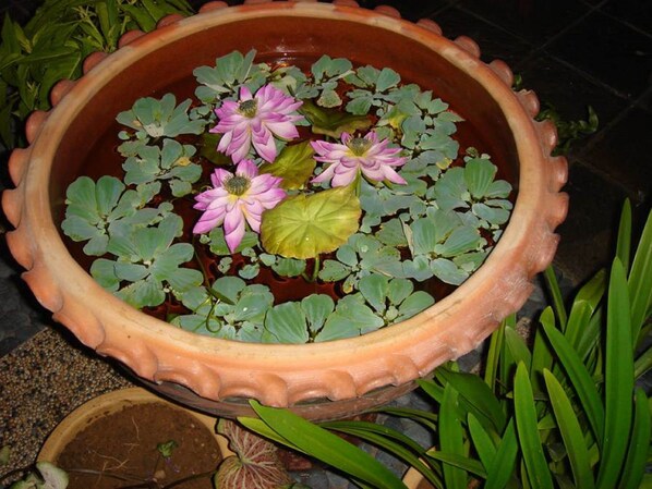 A terracotta pot with water lilies and green leaves. - Akinabalu Youth Hostel (Kota Kinabalu)