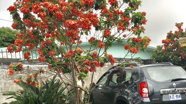 A car parked next to a tree with red flowers. - Hotel Your House (Rio Segundo)