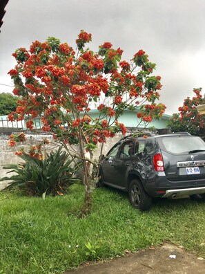 Un coche aparcado junto a un árbol con flores rojas.