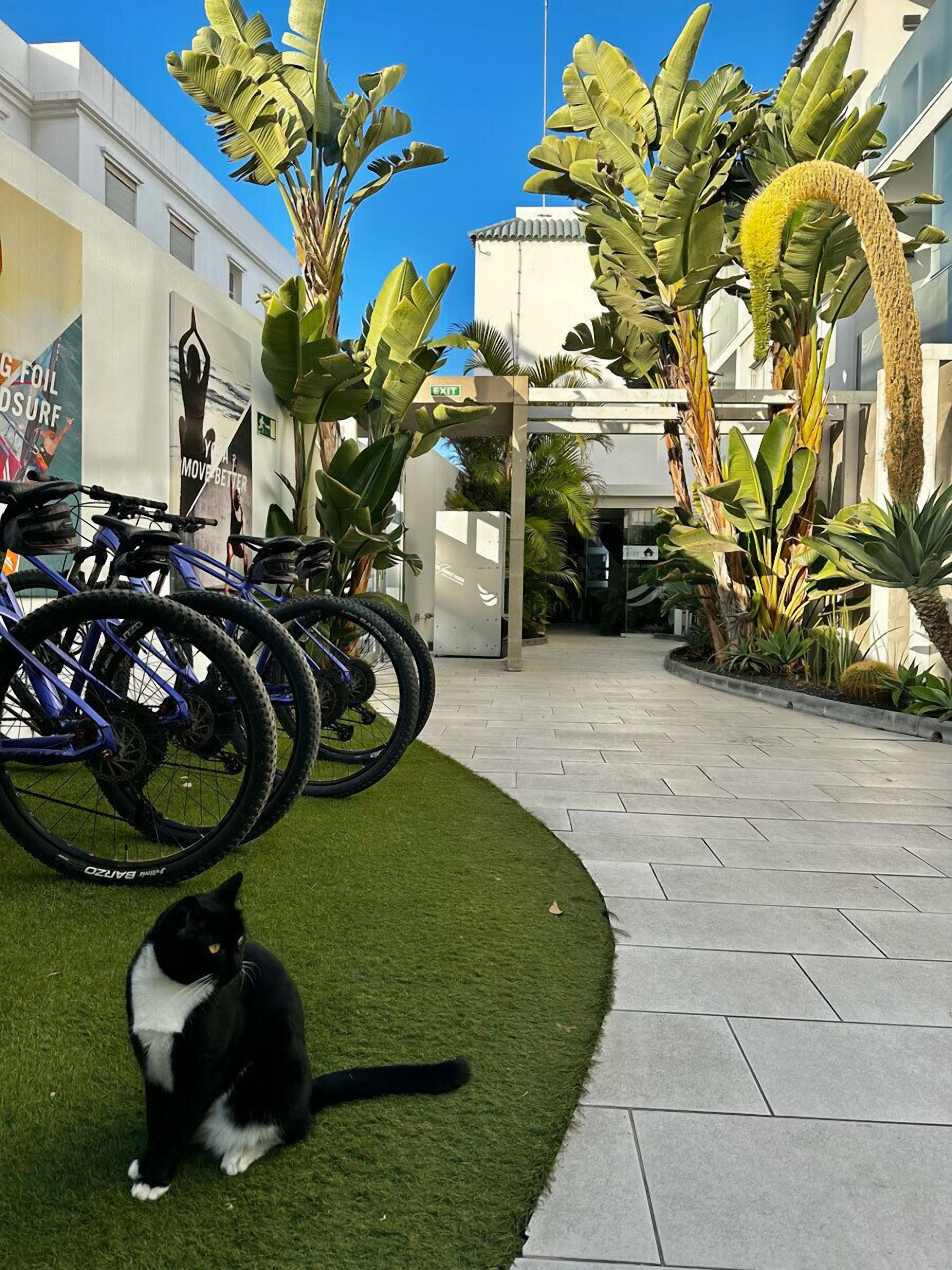 A courtyard with bicycles, a cat, and tropical plants.