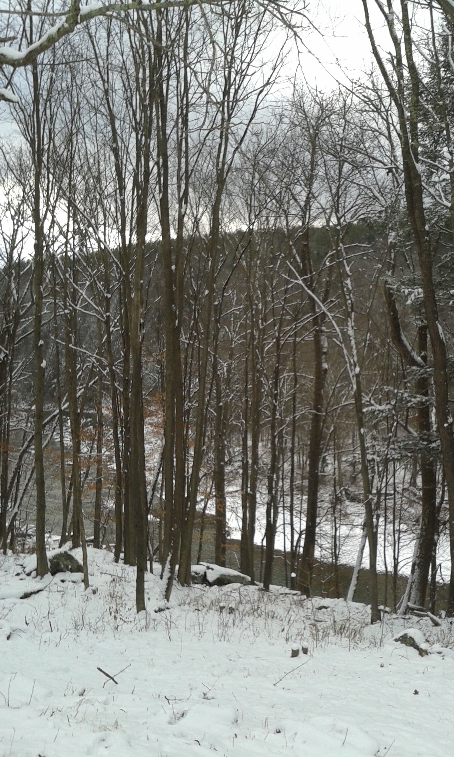 A snowy forest with bare trees and a stone wall in the background.