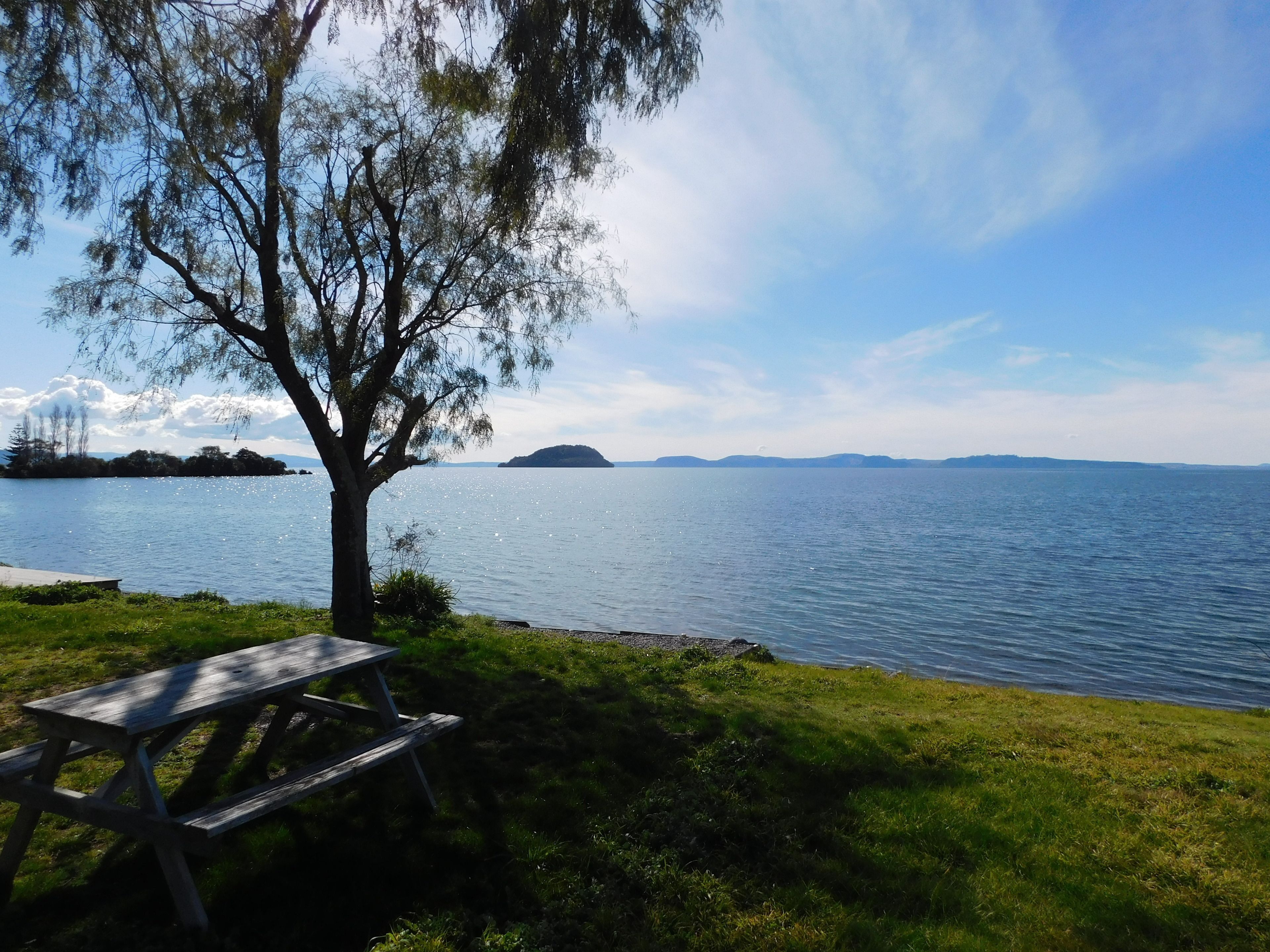 A lakeside picnic area with a wooden bench and a tree.