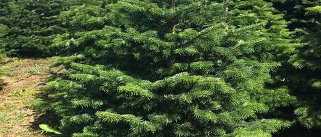 Un bosque de árboles de coníferas, probablemente un terreno para árboles de Navidad, con follaje denso y cielo despejado.