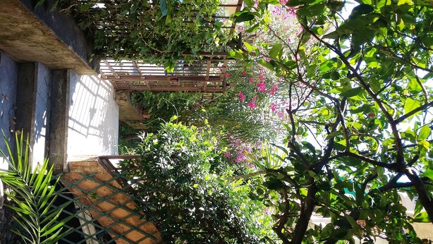 Un’area giardino con un pergolato in legno, diverse piante e una struttura in pietra.