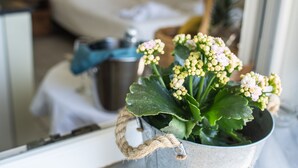 Une plante en pot, avec une étiquette, posée sur un rebord de fenêtre, un lit et une table de chevet avec une lampe dans une chambre d’hôtel.