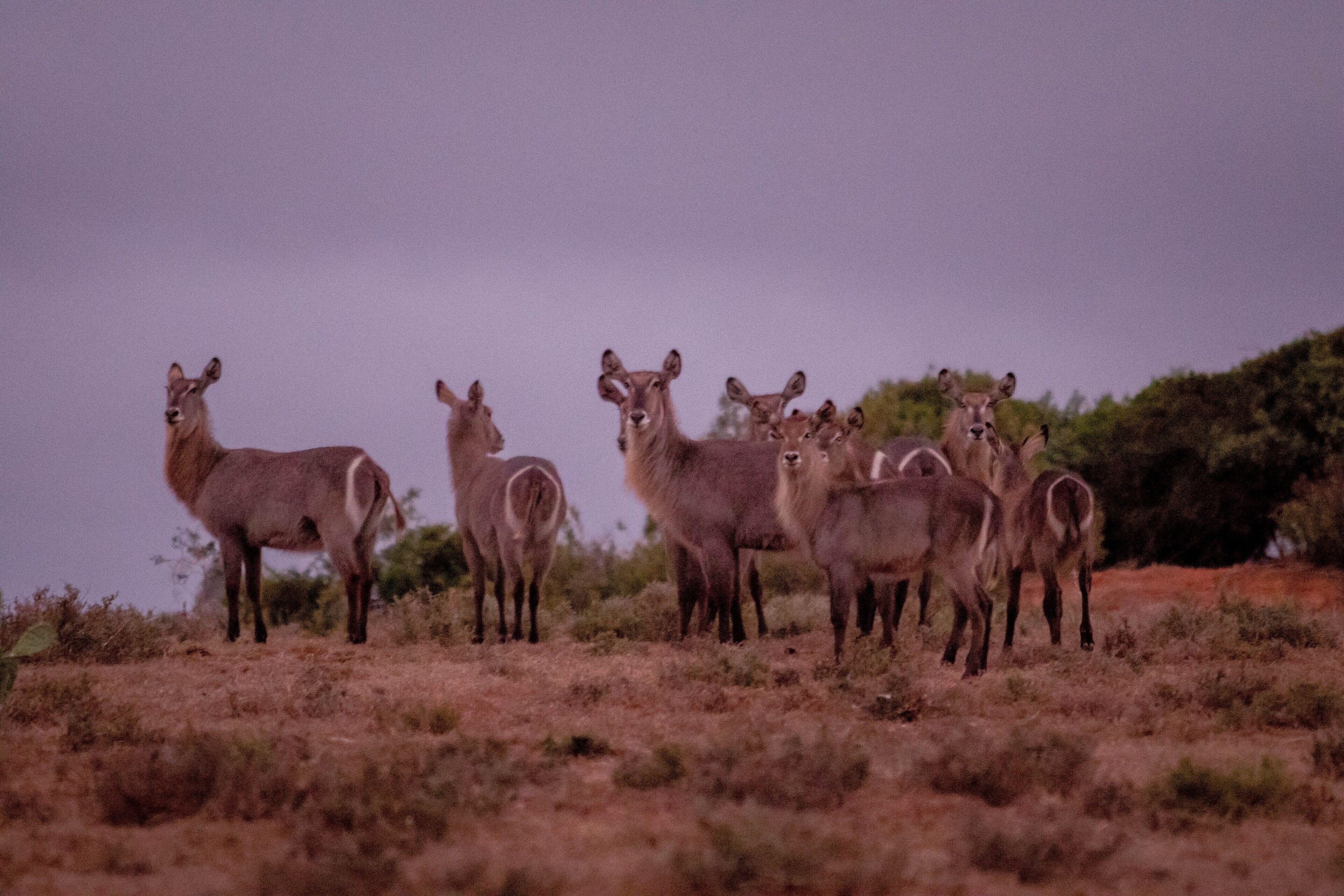 A group of deer standing in a natural, open field with sparse vegetation and a clear sky.