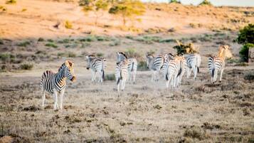 A group of zebras in a dry grassland with sparse vegetation and a few trees in the background.