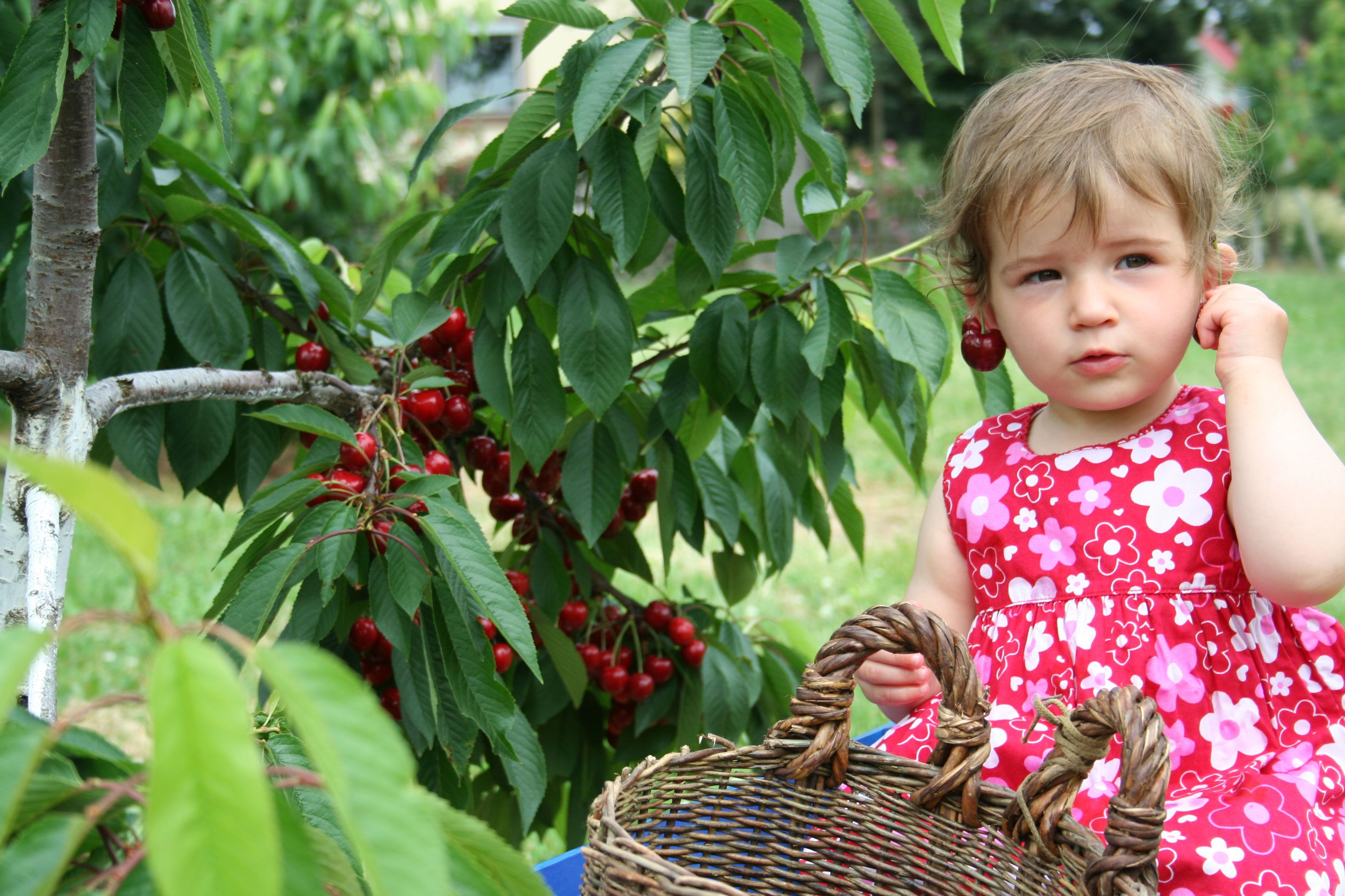 Una niña con un vestido rojo estampado de flores junto a un cerezo con una cesta de mimbre.