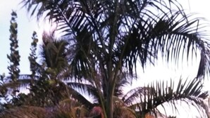 A palm tree in a garden with a circular stone base. - Sugar Patch Inn (Hopkins)