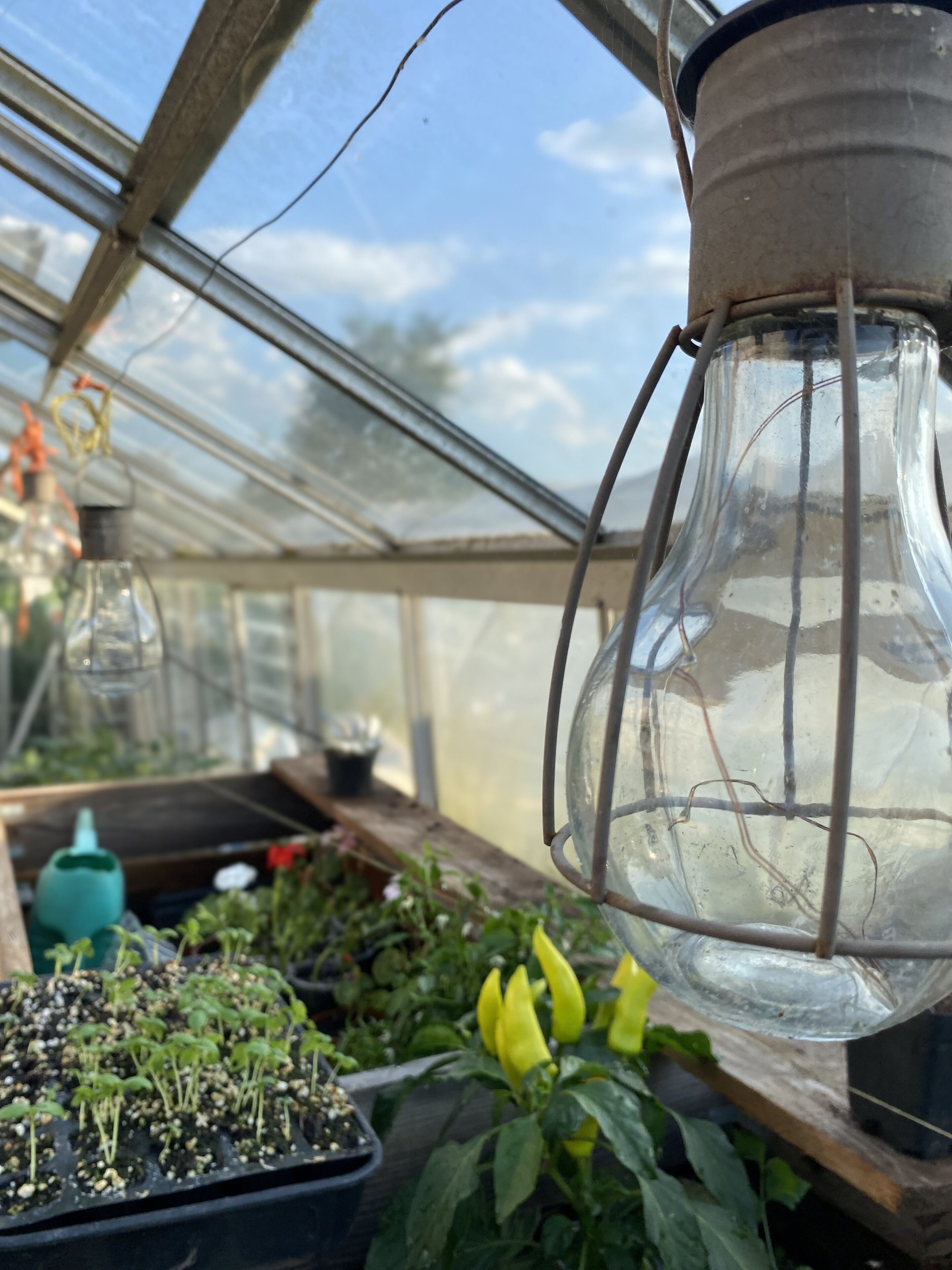 Una serra con un lampadario sospeso, piante in vaso e un tetto in plastica trasparente.