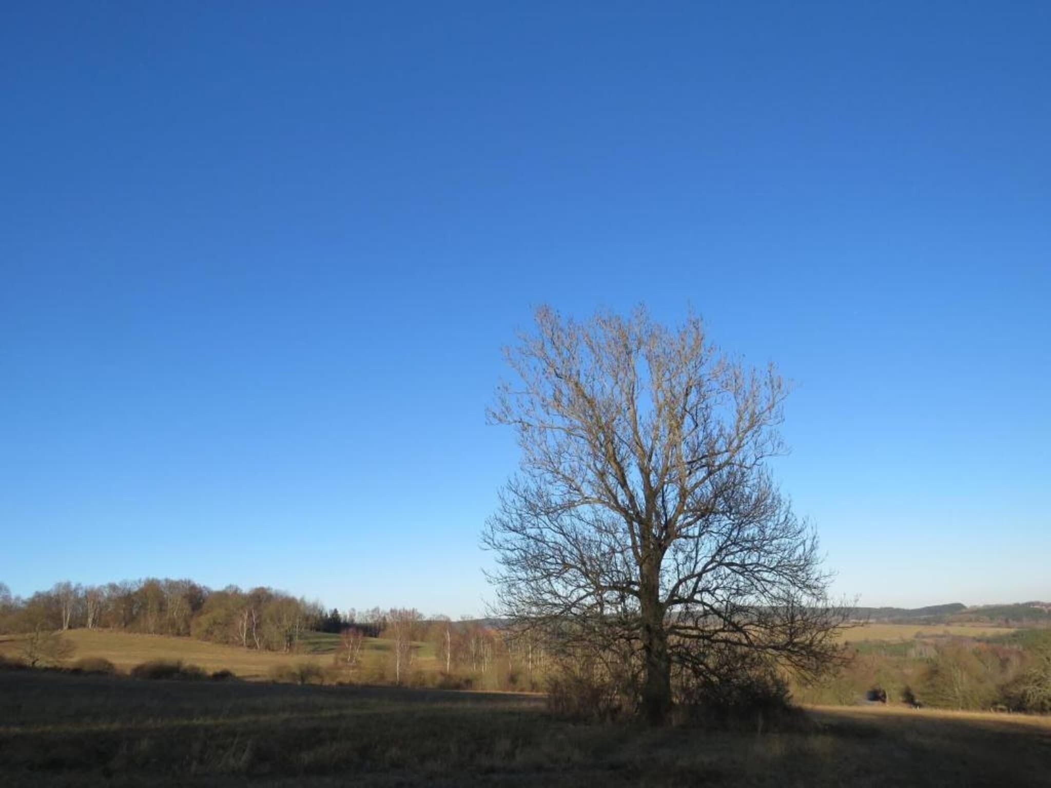 A single leafless tree in a field with a clear blue sky.