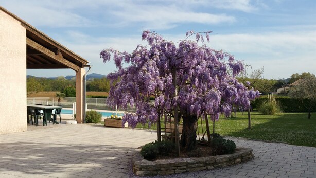 Un patio con pérgola, un pequeño árbol con flores moradas y una piscina al fondo.
