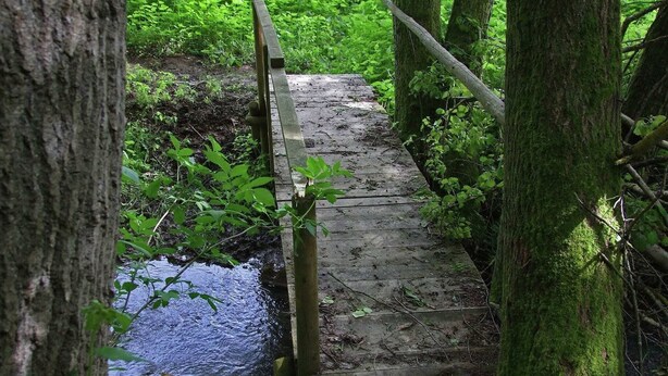 A wooden bridge over a stream in a forested area.
