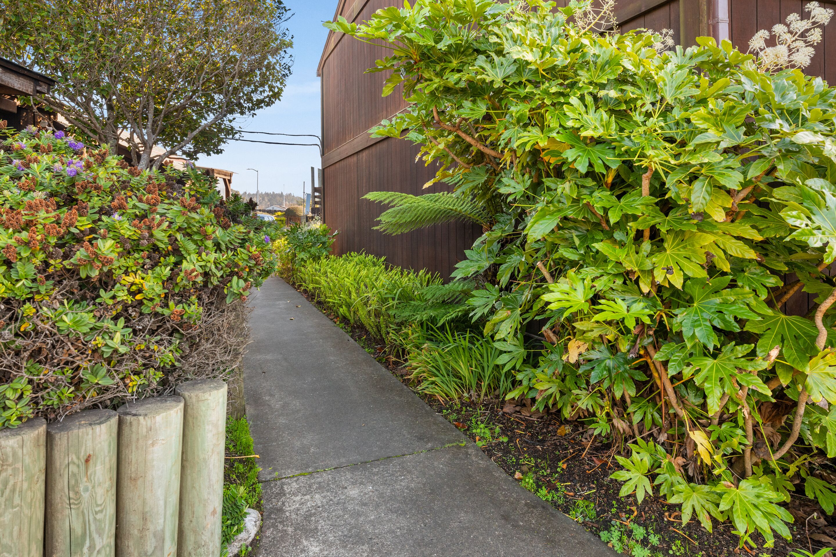 A narrow concrete pathway flanked by dense foliage and a wooden fence.