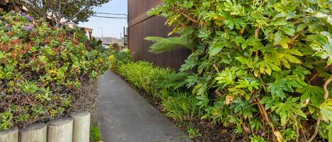 A narrow concrete pathway flanked by dense foliage and a wooden fence.