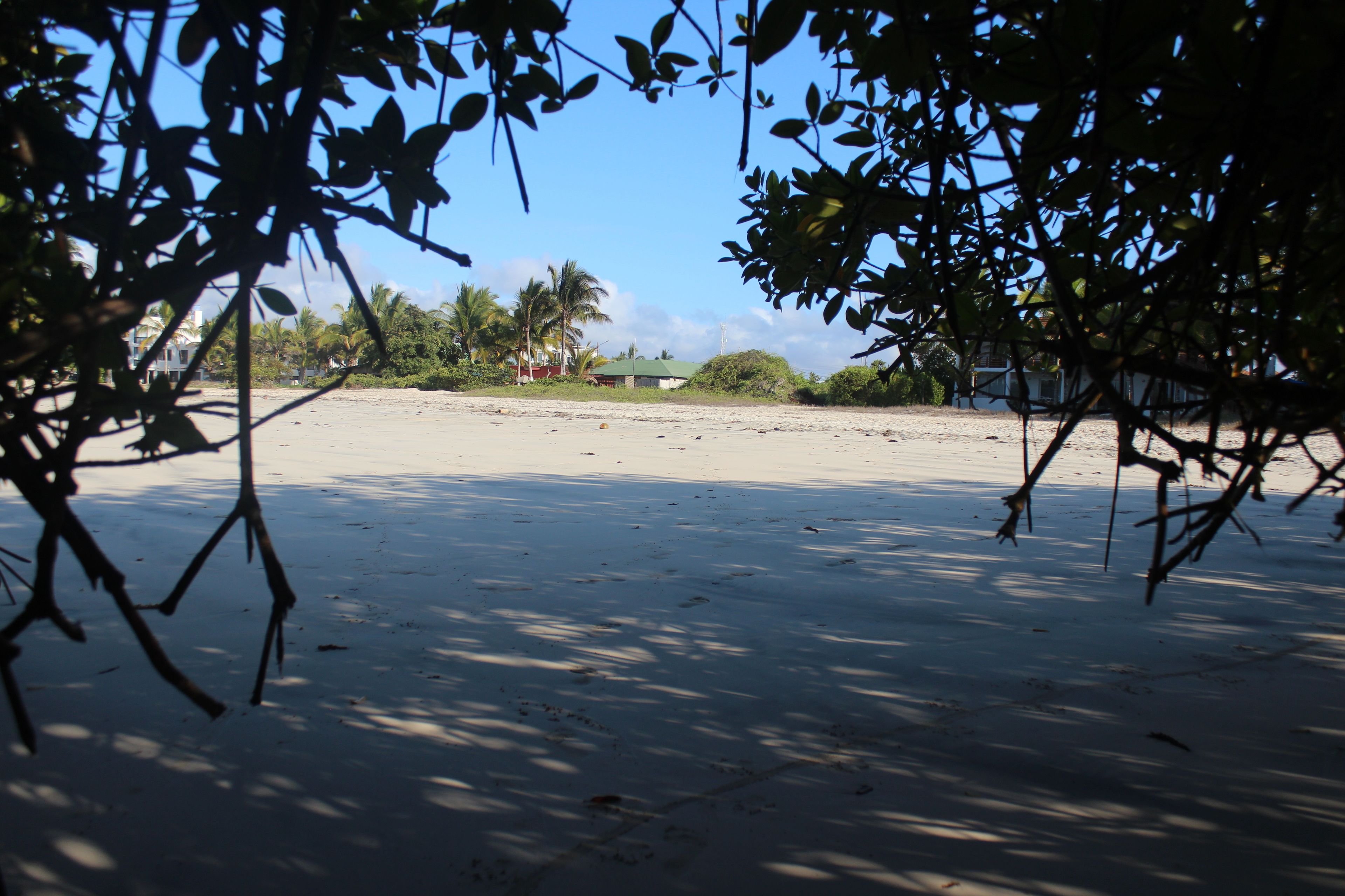 A beach with palm trees and a building in the background.