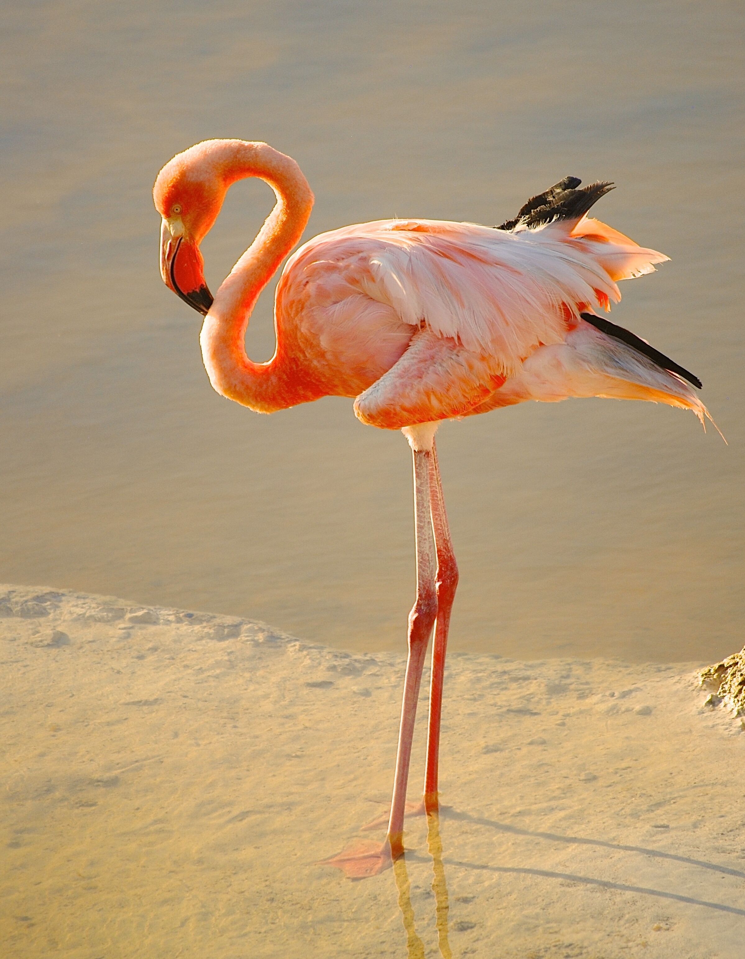 A flamingo standing in shallow water with a sandy shore in the background.