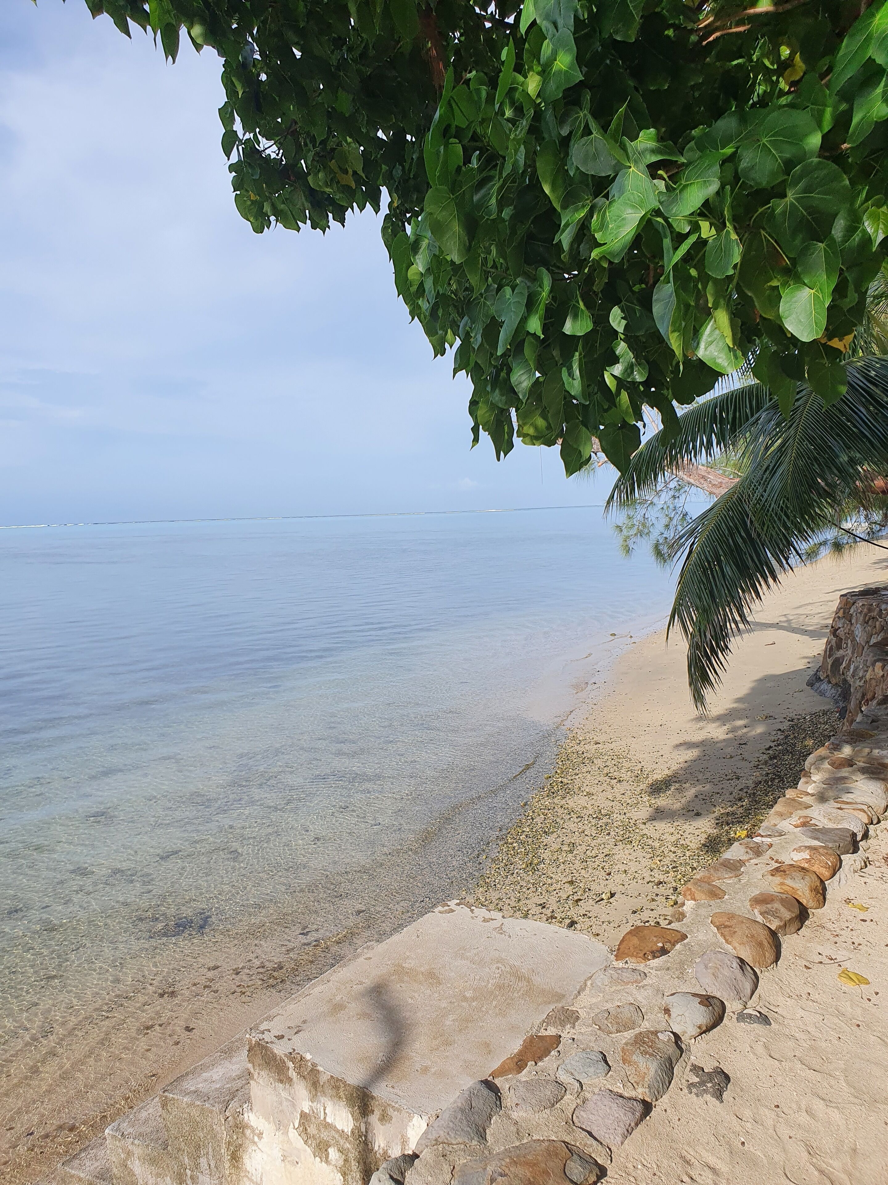Una playa con agua cristalina, un sendero de piedra y una palmera.